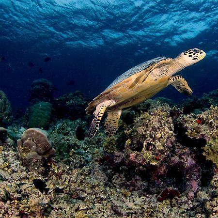فندق راس فيليدج Rasdhoo المظهر الخارجي الصورة