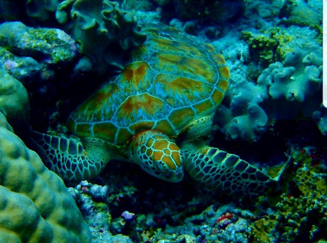 فندق راس فيليدج Rasdhoo المظهر الخارجي الصورة