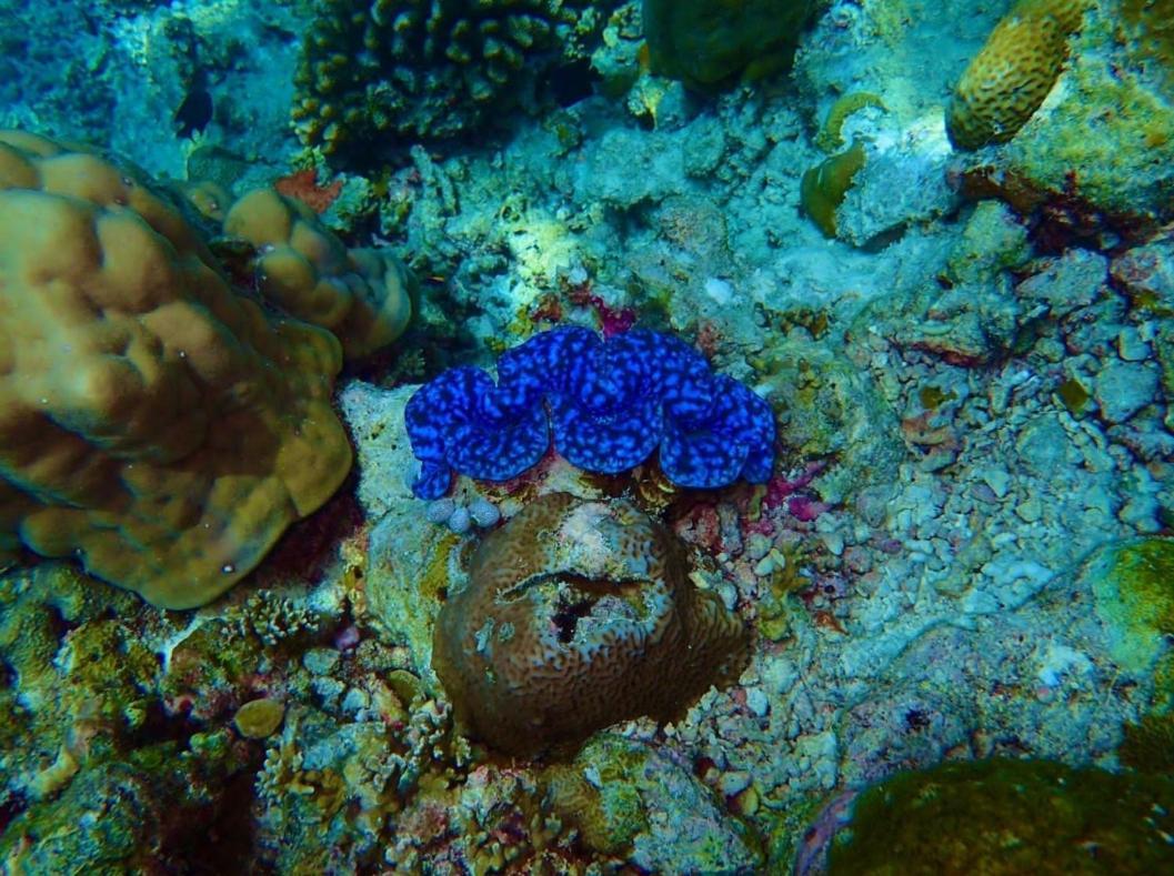 فندق راس فيليدج Rasdhoo المظهر الخارجي الصورة