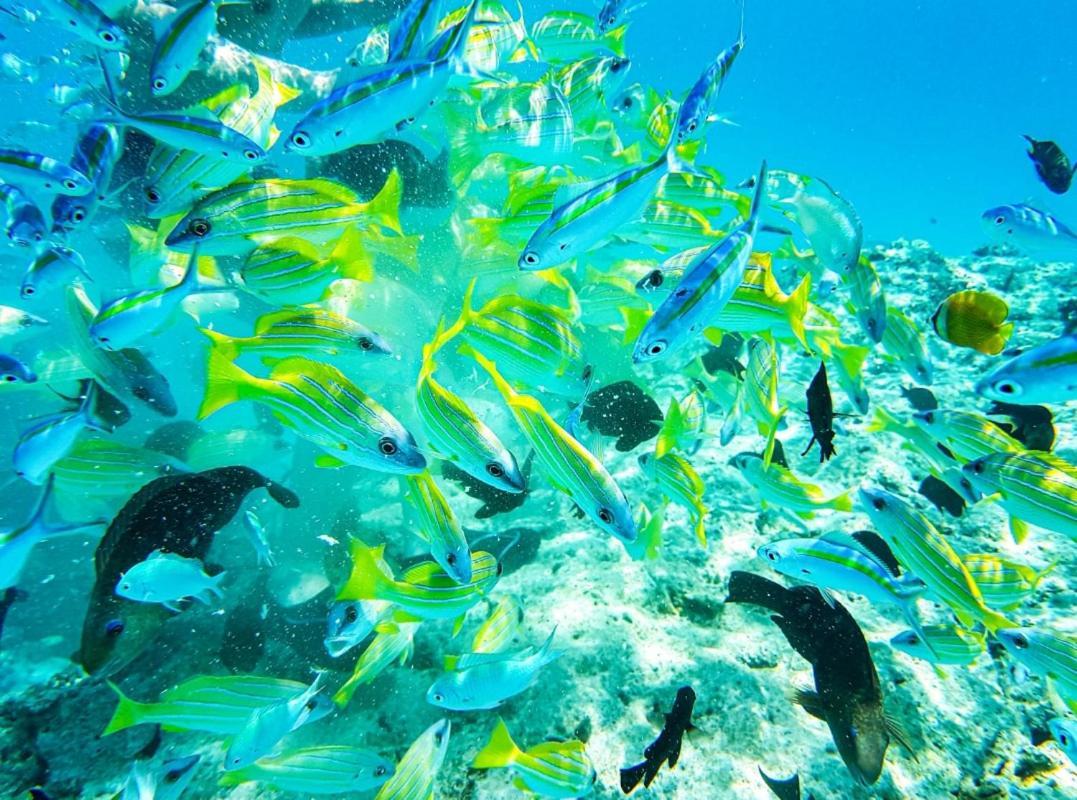 فندق راس فيليدج Rasdhoo المظهر الخارجي الصورة